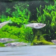 受け渡し者決定❗️【メダカ】和墨白銀　雌5匹の画像