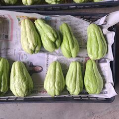 大粒　ハヤトウリ　約12キロの画像