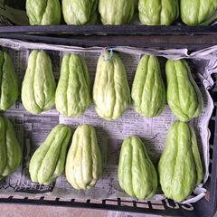 大粒　ハヤトウリ　約12キロの画像