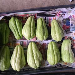 大粒　ハヤトウリ　約12キロの画像