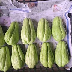 大粒　ハヤトウリ　約12キロの画像