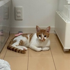 茶白の⚡️いなずま君⚡️元気なゴロスリにゃん