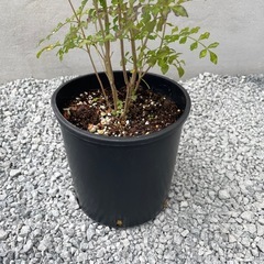 シマトネリコの画像