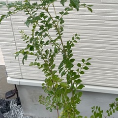 シマトネリコの画像