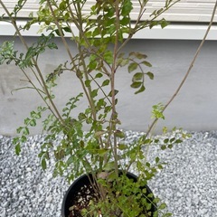 シマトネリコの画像