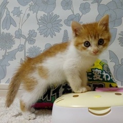 募集ストップ　/ 茶白　三兄妹