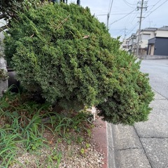 盆栽　　真柏の画像