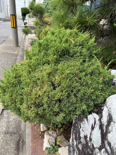 真柏
