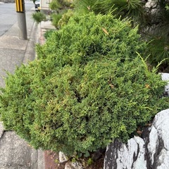 盆栽　　真柏の画像