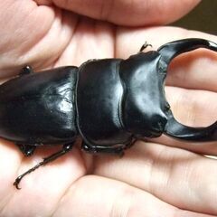 京都府産オオクワガタ F2 ♂74.5ミリ♀48.4ミリ　ペアの画像