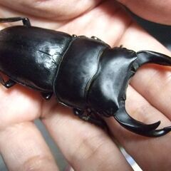 京都府産オオクワガタ F2 ♂74.5ミリ♀48.4ミリ　ペアの画像