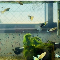 グッピー水槽セットの画像