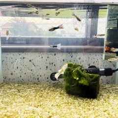 グッピー水槽セットの画像