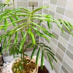 【観葉植物】エバーフレッシュ（寄せカゴ仕立て / 約80cm）の画像