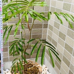 【観葉植物】エバーフレッシュ（寄せカゴ仕立て / 約80cm）の画像