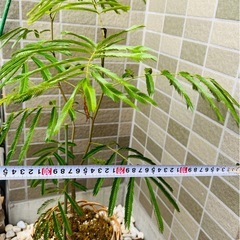 【観葉植物】エバーフレッシュ（寄せカゴ仕立て / 約80cm）の画像