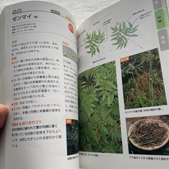 山菜採りの教科書の画像
