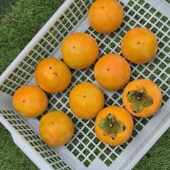 富有柿（甘柿）　　　10個　　　　⑦の画像