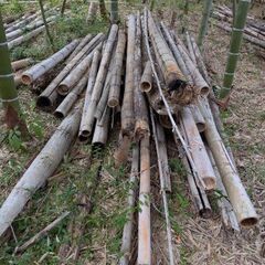 枯れた竹  農業などにどうでしょうかの画像