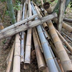 枯れた竹  農業などにどうでしょうかの画像