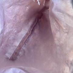 無料❗️❗️レスポートサック　雑誌付録　ポーチの画像