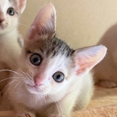 11月15日赤煉瓦譲渡会に参加❣️かえでくんオス3ヶ月