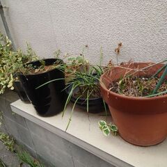 プランター　植木鉢の画像