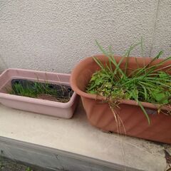 プランター　植木鉢の画像