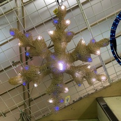 【ドリーム川西店限定】☆ジモティー見たよ割引☆ 結晶イルミネーション クリスマス 電飾 【2006697255606796】の画像