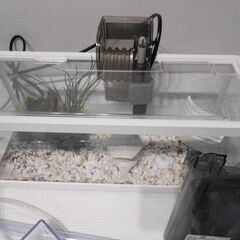 【配送出来ます】即使えます Tetra 水槽セット 金魚 メダカ 備品多数（近くなら配送も可能です。宅配もお問合せ下さい）の画像