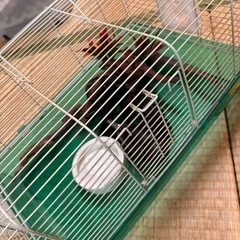 爬虫類などの画像