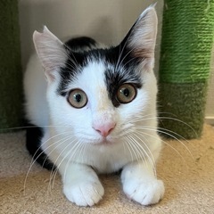 他の猫が大好きな美猫ちゃん♡里親募集中!!