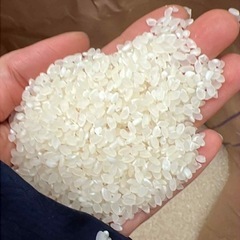 新米　コシヒカリ　お米　玄米　⑦の画像