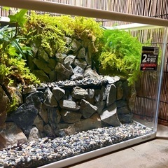 水の流れる滝テラリウム水槽　苔テラリウムの画像
