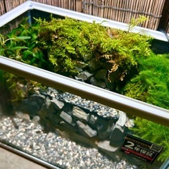 水の流れる滝テラリウム水槽　苔テラリウムの画像