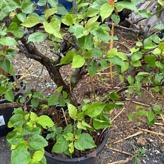 
ブーゲンビリア（大株)の画像