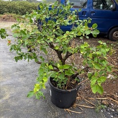 
ブーゲンビリア（大株)の画像