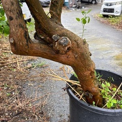 ブーゲンビリアの画像