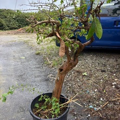 ブーゲンビリアの画像