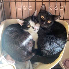 美人姉妹　はな子♡くろ子