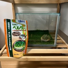 カエルあげます！の画像