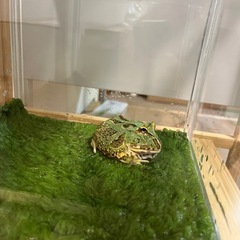 カエルあげます！の画像