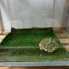 カエルあげます！の画像