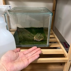 カエルあげます！の画像