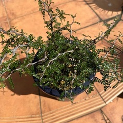 オペルクリカリアパキプスの画像