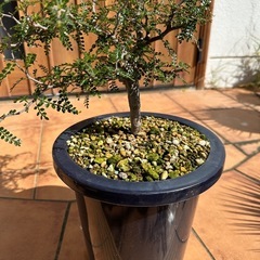 オペルクリカリアパキプスの画像