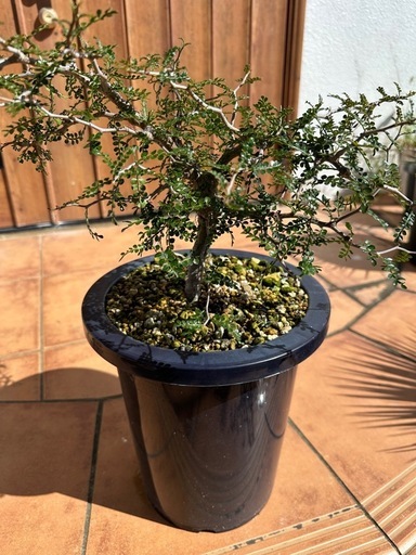 オペルクリカリアパキプス