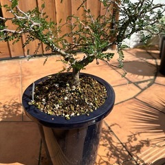 オペルクリカリアパキプス②の画像