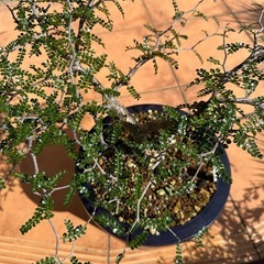 オペルクリカリアパキプス②の画像