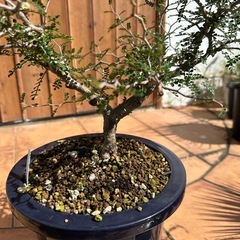 オペルクリカリアパキプス②の画像